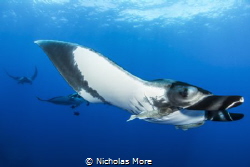 Pacific Giant Manta taken at el Boiler, Socorro Islands. ... by Nicholas More 